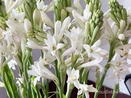Polianthes tuberosa flower2.jpg